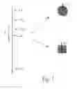 Fig. 02 - Biabsorbable implant having a varying characteristic