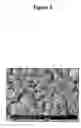 Fig. 03 - Nanoparticles for delivery of a pharmacologically active agent