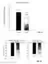Fig. 12 - Compositions and methods for the treatment of muscular dystrophy