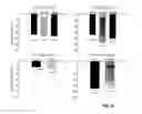 Fig. 14 - Compositions and methods for the treatment of muscular dystrophy