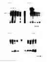 Fig. 24 - Compositions and methods for the treatment of muscular dystrophy