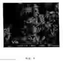 Fig. 07 - Process for the preparation of an edible dispersion comprising oil and structuring agent