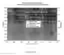 Fig. 02 - End capped ion-conductive polymers
