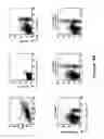 Fig. 07 - Antibody to the human OX40 receptor