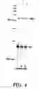 Fig. 05 - Method of performing reverse transcription reaction using reverse transcriptase encoded by non-LTR retrotransposable element
