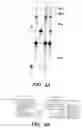 Fig. 07 - Method of performing reverse transcription reaction using reverse transcriptase encoded by non-LTR retrotransposable element