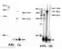 Fig. 08 - Method of performing reverse transcription reaction using reverse transcriptase encoded by non-LTR retrotransposable element