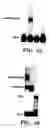 Fig. 09 - Method of performing reverse transcription reaction using reverse transcriptase encoded by non-LTR retrotransposable element