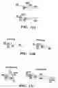 Fig. 12 - Method of performing reverse transcription reaction using reverse transcriptase encoded by non-LTR retrotransposable element