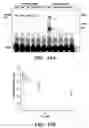 Fig. 16 - Method of performing reverse transcription reaction using reverse transcriptase encoded by non-LTR retrotransposable element
