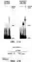 Fig. 18 - Method of performing reverse transcription reaction using reverse transcriptase encoded by non-LTR retrotransposable element