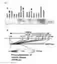 Fig. 06 - Method of diagnosing colon and gastric cancers