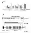 Fig. 12 - Method of diagnosing colon and gastric cancers