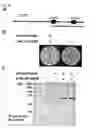 Fig. 23 - Method of diagnosing colon and gastric cancers