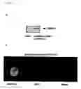 Fig. 24 - Method of diagnosing colon and gastric cancers