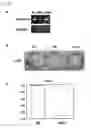 Fig. 25 - Method of diagnosing colon and gastric cancers