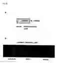 Fig. 33 - Method of diagnosing colon and gastric cancers