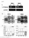 Fig. 40 - Method of diagnosing colon and gastric cancers