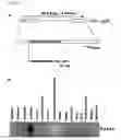 Fig. 41 - Method of diagnosing colon and gastric cancers