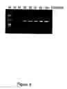 Fig. 05 - Methods for recovery of DNA from mRNA in ribosome display complexes