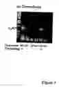 Fig. 08 - Methods for recovery of DNA from mRNA in ribosome display complexes
