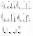 Fig. 01 - Capsid-modified adenovirus vectors and methods of using the same