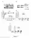 Fig. 06 - Capsid-modified adenovirus vectors and methods of using the same