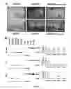 Fig. 07 - Capsid-modified adenovirus vectors and methods of using the same