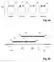 Fig. 06 - Method and kits for multiplex hybridization assays
