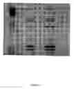 Fig. 12 - Methods to identify antimicrobial compounds that interrupt ribosome biogenesis