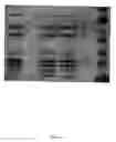 Fig. 15 - Methods to identify antimicrobial compounds that interrupt ribosome biogenesis