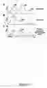 Fig. 16 - Methods to identify antimicrobial compounds that interrupt ribosome biogenesis
