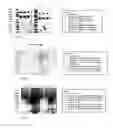 Fig. 09 - Kinase peptides and antibodies