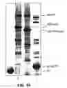 Fig. 02 - Methods and compositions for rapid purification of proteasomes and methods of use of components thereof