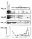 Fig. 05 - Methods and compositions for rapid purification of proteasomes and methods of use of components thereof