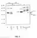 Fig. 06 - Methods and compositions for rapid purification of proteasomes and methods of use of components thereof