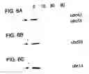 Fig. 08 - Methods and compositions for rapid purification of proteasomes and methods of use of components thereof
