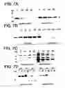 Fig. 09 - Methods and compositions for rapid purification of proteasomes and methods of use of components thereof