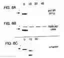Fig. 10 - Methods and compositions for rapid purification of proteasomes and methods of use of components thereof