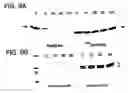Fig. 11 - Methods and compositions for rapid purification of proteasomes and methods of use of components thereof