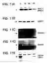Fig. 13 - Methods and compositions for rapid purification of proteasomes and methods of use of components thereof