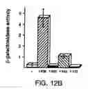 Fig. 15 - Methods and compositions for rapid purification of proteasomes and methods of use of components thereof