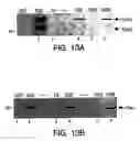 Fig. 16 - Methods and compositions for rapid purification of proteasomes and methods of use of components thereof