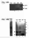 Fig. 17 - Methods and compositions for rapid purification of proteasomes and methods of use of components thereof