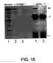 Fig. 18 - Methods and compositions for rapid purification of proteasomes and methods of use of components thereof