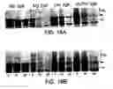 Fig. 19 - Methods and compositions for rapid purification of proteasomes and methods of use of components thereof