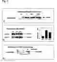 Fig. 06 - Metod of modulation of interaction between receptor and ligand