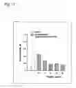 Fig. 12 - Metod of modulation of interaction between receptor and ligand