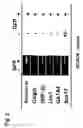 Fig. 04 - Preparation of endodermal stem cells