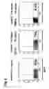Fig. 07 - Preparation of endodermal stem cells